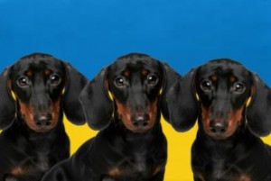 Create meme: dwarf Dachshund, Dachshund rabbit, dog Dachshund