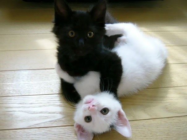 Создать мем: котенок черный, черный и белый котенок, черный и белый котик обнимаются