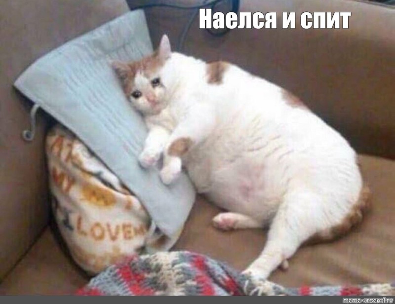 Create meme: fat cat, funny fat cat, fat crying cat