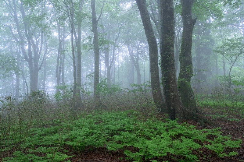 Create meme: nature forest , morning in the forest, fog in the forest