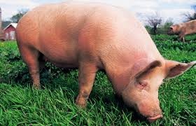 Создать мем: огромная свинья, свинья с поросенком, свинья большая