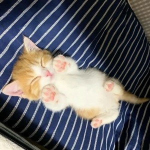 Create meme: sleeping kitten, cute kittens, sleeping cat