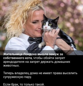 Создать мем: котики, человек, домашние любимцы