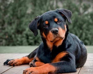 Create meme: dog Rottweiler, breed Rottweiler, Rottweiler