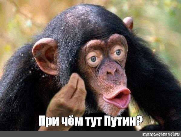 Create meme: chimpanzee, chimpanzees , male chimpanzees