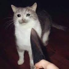 Создать мем: кот с ножом в зубах, котик с ножом мем, коты с ножом