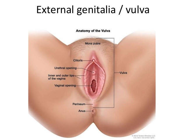 Pdf pyogenic granuloma of the vulva
