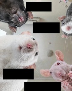 Create meme: decorative rat, cute rat, pet rat