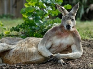 Create meme: Kangaroo Jock