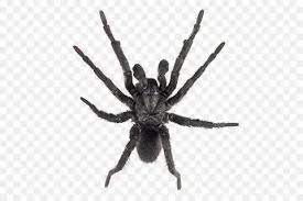 Создать мем: паук тарантул сбоку, паук черный, большой черный паук