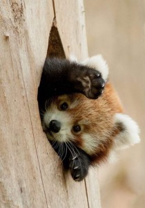 Create meme: red Panda and raccoon, red Panda photo cubs, red Panda funny