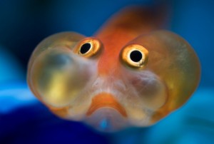 Создать мем: рыбка с щеками, рыбка водяные глазки, водяные глазки (goldfish bubble eye)