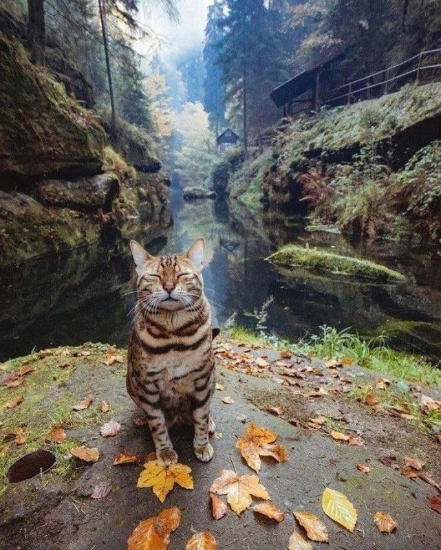 Создать мем: бенгальский кот осень, кошка в лесу, кот в осеннем лесу
