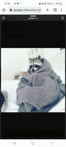 Создать мем: raccoon, енот в одеяле, енот животное