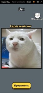 Создать мем: кот мем, серьезный кот мем, serious cat