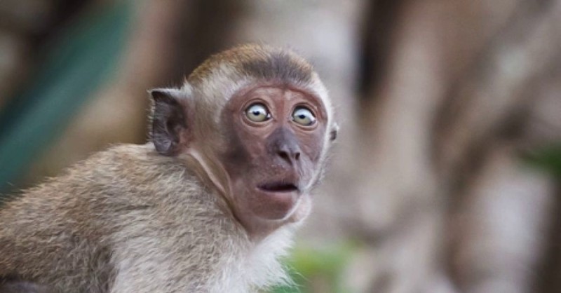 Создать мем: обезьяна с выпученными глазами, испуганная обезьяна, оспа обезьян