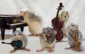 Создать мем: фотографии крыс, мышки и крыски, крыса мышь