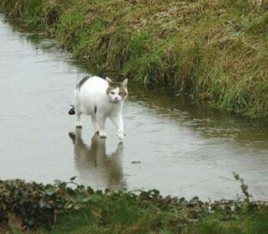 Создать мем: котик по воду ходил, walk on water, кошка