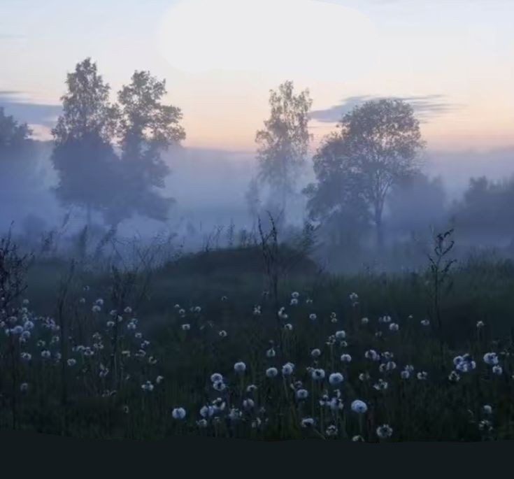 Create meme: nature fog, landscape fog, meadow in the fog
