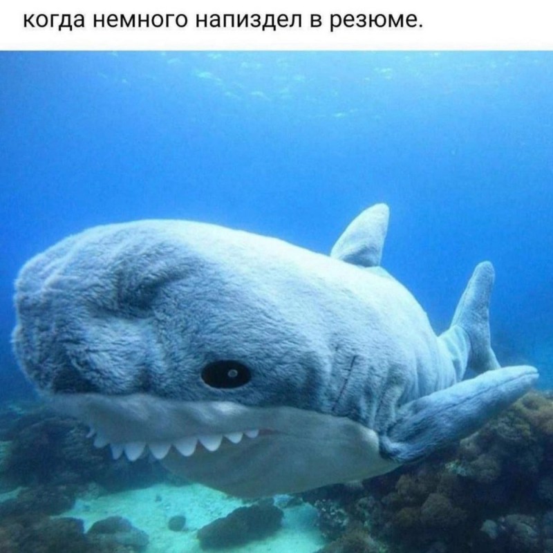 Create meme: the shark is funny, big shark, the whale shark
