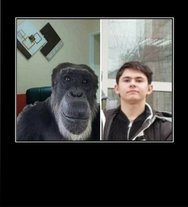 Create meme: memes about monkeys, monkey smiles meme, gorilla monkey