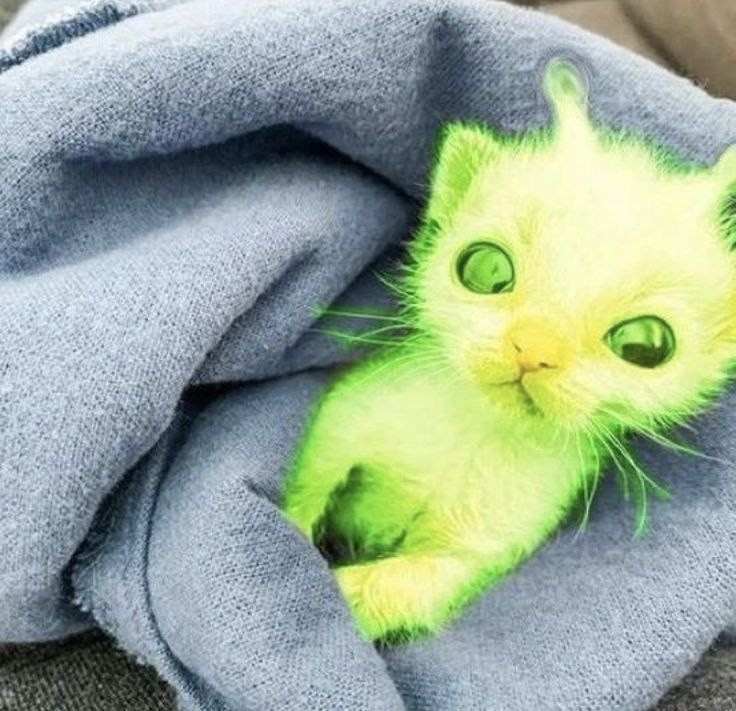 Create meme: glow cat meme, cat , cat 