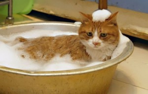 Создать мем: good cat, помыть кота, мем кот