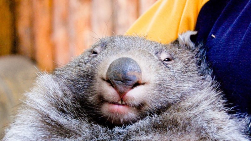 Create meme: wombats, wombat animal, the wombat is cute