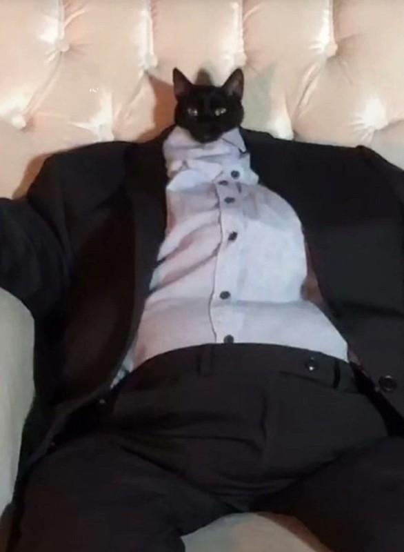 Create meme: business cat, cat , kitten in a jacket meme