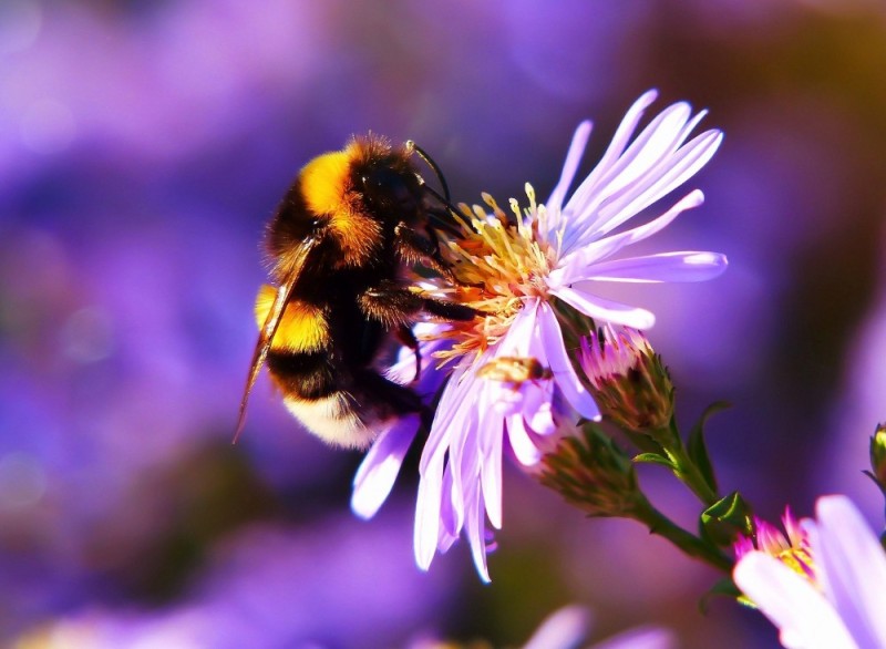 Create meme: bumblebee , bumblebee macro, flowers for bees