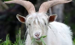 Create meme: keçi, two goats, goat
