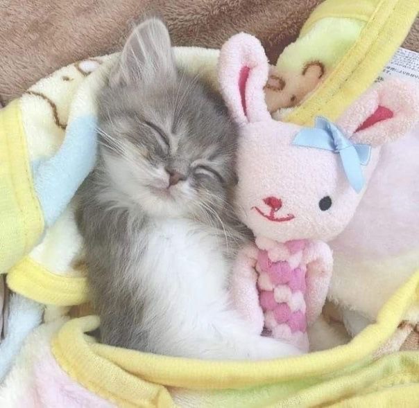 Create meme: adorable kittens, cat cute , kitty is sleeping