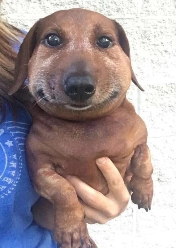 Create meme: dog dachshund meme, dachshund 's muzzle, dog Dachshund
