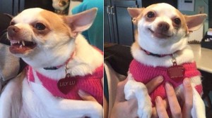 Create meme: Chihuahua, dog, ate
