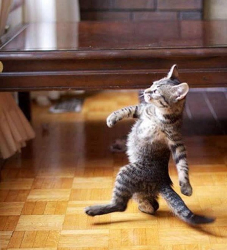 Create meme: cat walks , cat , The cat is walking confidently