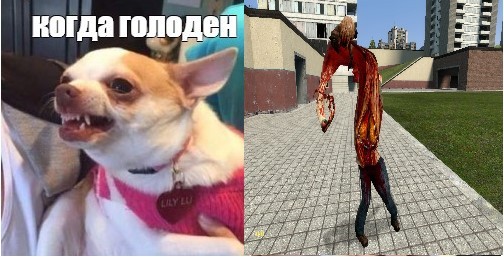 Create Meme Angry Dog Meme Evil Chihuahua Meme Chihua Hua Meme Pictures Meme Arsenal Com