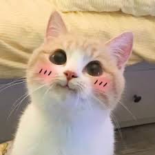 Создать мем: милые котики, милые котики смешные, кошка с розовыми щечками