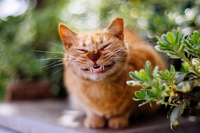 Create meme: red cat , the cat with a smile, the ginger cat laughs