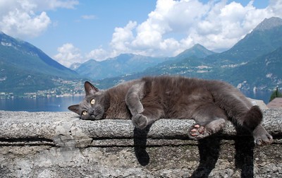 Create meme: the cat on the mountain, gray cat, cat 