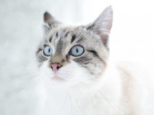 Create meme: kitty, cat muzzle, blue-eyed cat