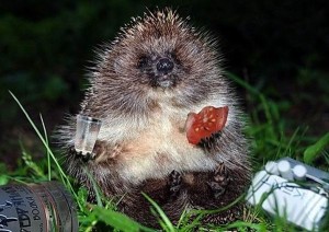 Create meme: hedgehog, hedgehog hedgehogs, a drunken hedgehog