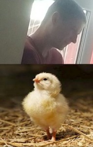 Create meme: hatching Chicks, chickens broiler Buzuluk, chickens sparrows