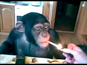 Создать мем: обезьяна пьет и курит, обезьянка с сигаретой, накуренная обезьяна
