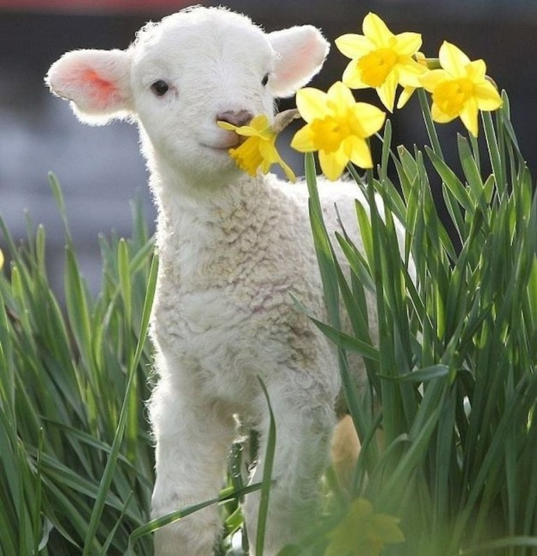 Create meme: lamb, cute lamb, cute lamb