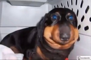 Create meme: dog got stung by a bee, Dachshund dog