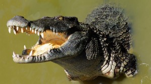 Create meme: photos of crocodiles, puffkins crocodile, crocodile pattern on a transparent background