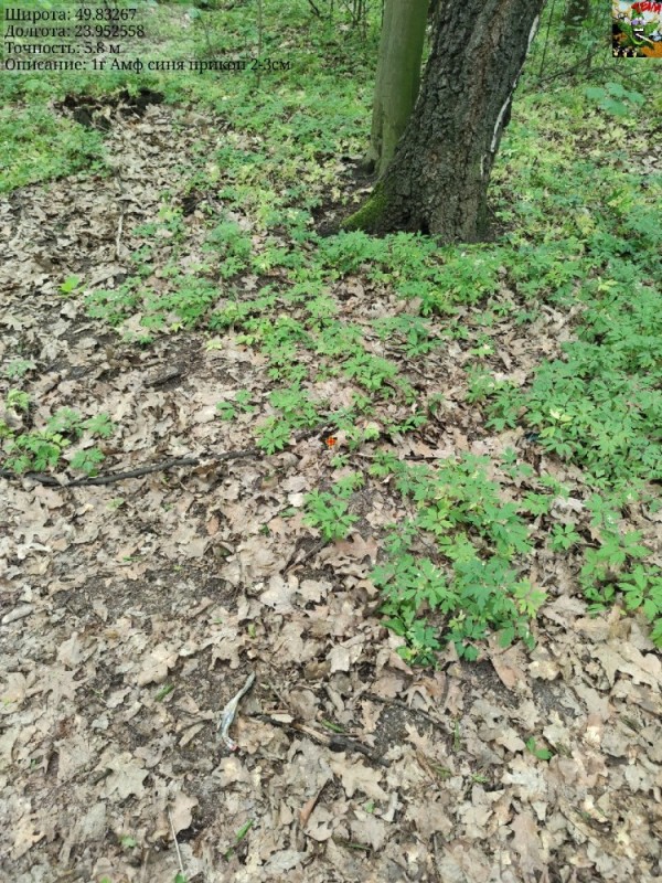 Создать мем: cardamine flexuosa, сныть трава ростки, лес