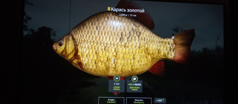 Create meme: Golden carp , carp , Russian fishing 4