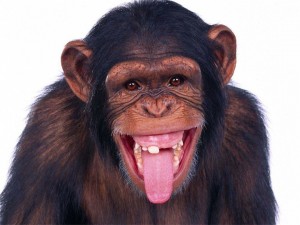 Создать мем: обезьяна с высунутым языком, улыбающиеся животные, обезьяна