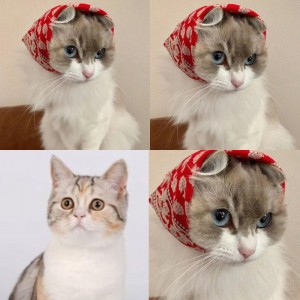 Создать мем: лайф котики, смешные котики в шапочках, кошка